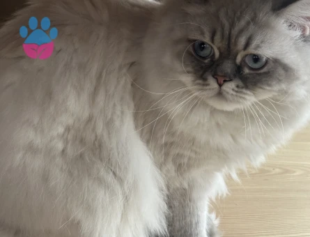 Ücretsiz Sahiplendiriyoruz kısır