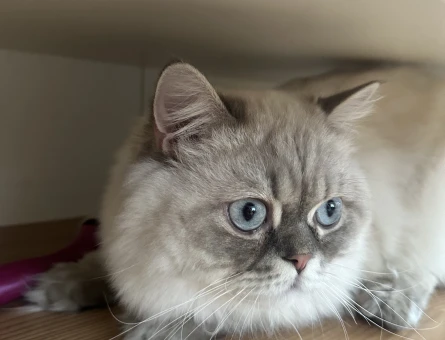 Ücretsiz Sahiplendiriyoruz kısır