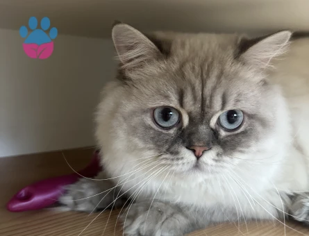 Ücretsiz Sahiplendiriyoruz kısır