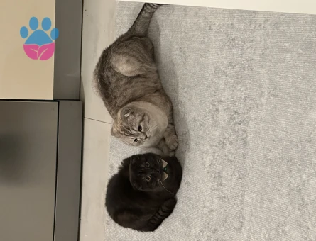 British Shorthair 6 Aylık Yuva Arıyor