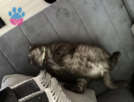 British Shorthair 6 Aylık Yuva Arıyor