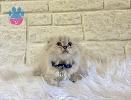 Scotttish Fold Longhair Erkek Yavrumuz