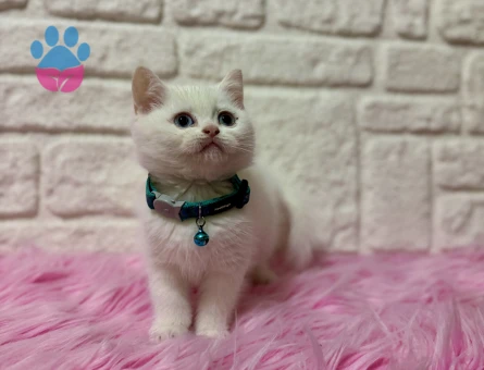 Kar Beyazı British Shorthair Erkek Yavrumuz