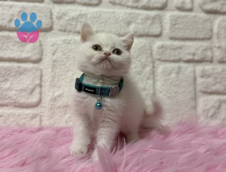 Kar Beyazı British Shorthair Erkek Yavrumuz