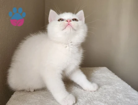 Bayram şekerleri yuvalarını arıyor