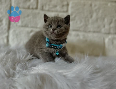 British Shorthair 2 Aylık Gri Yavrumuz