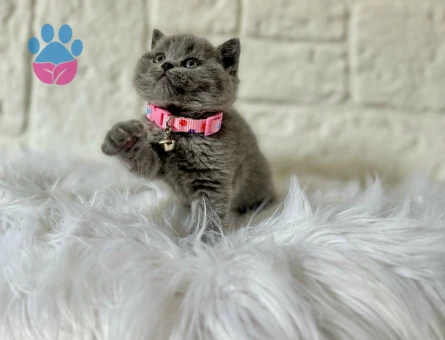 Scotttish Fold Dişi 2 Aylık