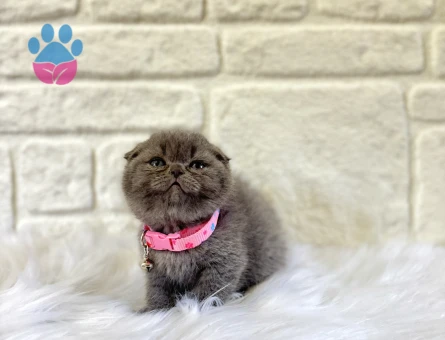 Scottish Fold Ayı Surat 2 Aylık