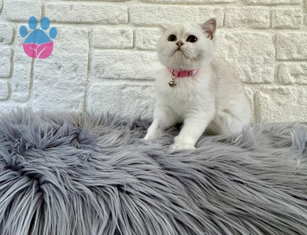 British Shorthair Silver Dişi