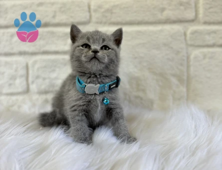 British Shorthair 2 Aylık Erkek Yavrumuz