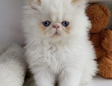 İRAN PERSİAN ( SHOW KALİTE )