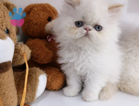 İRAN PERSİAN ( SHOW KALİTE )