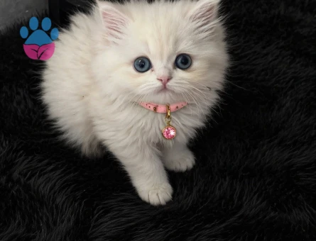 2 aylık Ragdoll & British Longhair Golden Karışımı