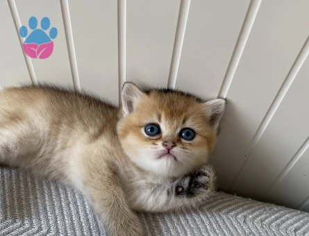 British shorthair Yuva Arıyor