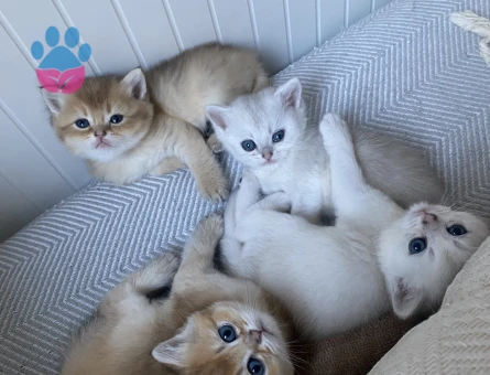 British shorthair Yuva Arıyor