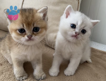 British shorthair Yuva Arıyor