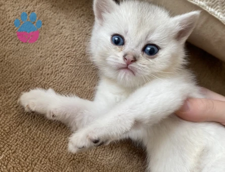 British shorthair Yuva Arıyor