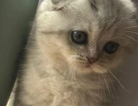 Scottish fold yavru