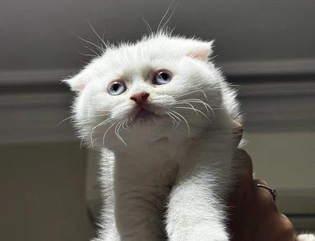Beyaz Mavi Gözlü Scottish Fold 1 Yaşında