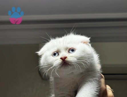 Beyaz Mavi Gözlü Scottish Fold 1 Yaşında