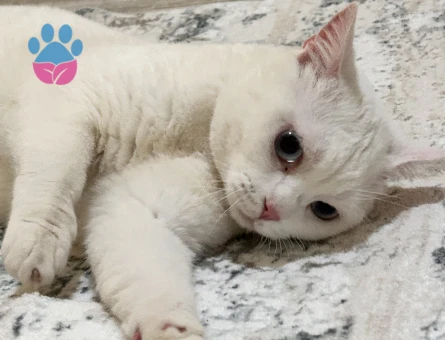 1 Yaşında British Shorthair Erkek Kedimiz