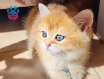 British shorthair