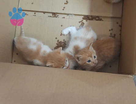 Terkedilmiş yavru sarman kediler için yuva ariyorum