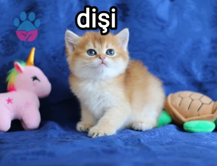 British Shorthair Golden Muhteşem Güzellikte Dişi Yavrumuz