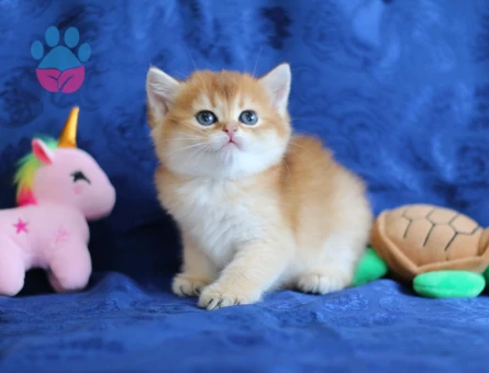 British Shorthair Golden Muhteşem Güzellikte Dişi Yavrumuz