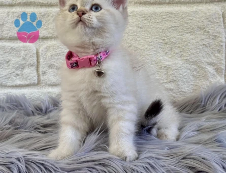 British Shorthair Point 2 Aylık Dişi