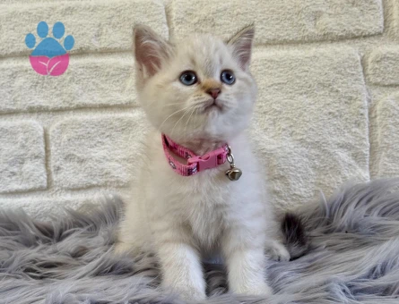 British Shorthair Point 2 Aylık Dişi