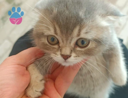 Şirin scotish akıllı bıdık brisitih hala sahiplerini Şartları görüşülecektir