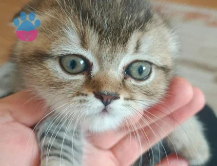 Şirin scotish akıllı bıdık brisitih hala sahiplerini Şartları görüşülecektir