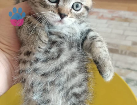 Şirin scotish akıllı bıdık brisitih hala sahiplerini Şartları görüşülecektir