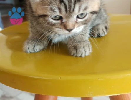 Şirin scotish akıllı bıdık brisitih hala sahiplerini Şartları görüşülecektir