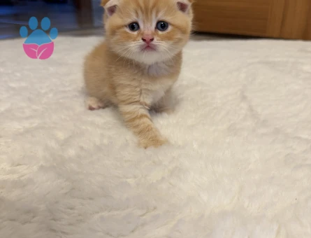 British Longhair 1 Yaşında Yuva Arıyorum