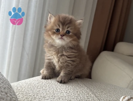 British Longhair 1 Yaşında Yuva Arıyorum