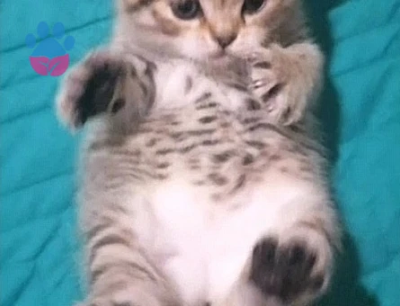 British Shorthair Exzotic