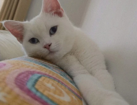 1 Yaşında British Shorthair Yuva Arıyor - 4582