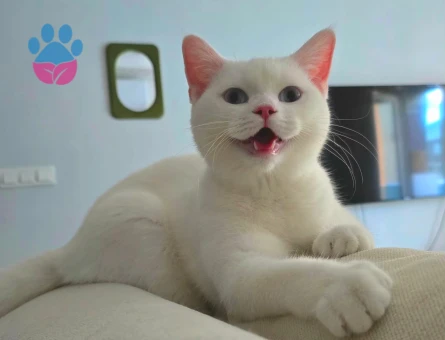 1 Yaşında British Shorthair Yuva Arıyor