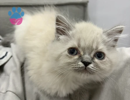 British Shorthair 2.5 aylık dişi kedi