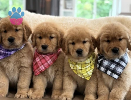 Show kalite golden retriever yavrular - 5158