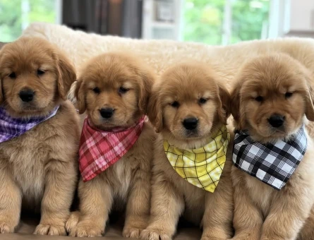 Show kalite golden retriever yavrular - 5158