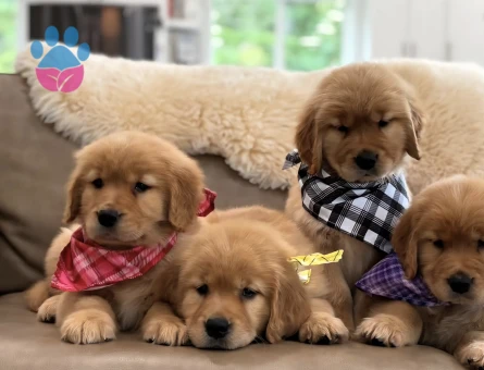 Show kalite golden retriever yavrular