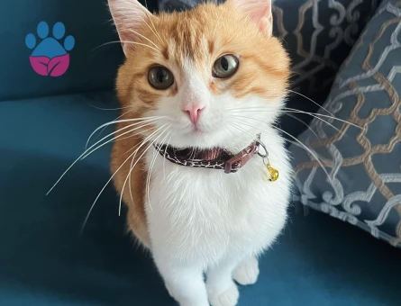 4 yaşında kedi - 5159