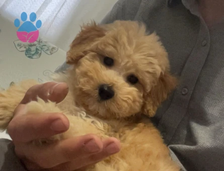 Toy Poodle 3 Aylık Aşıları tam