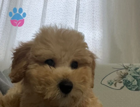Toy Poodle 3 Aylık Aşıları tam