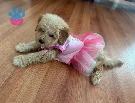 Toy Poodle 3 Aylık Aşıları tam
