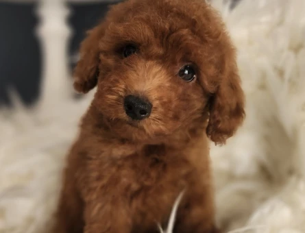 Veteriner teknikerinden ırk ve sağlık garantili Toy Poodle - 5162