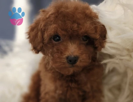 Veteriner teknikerinden ırk ve sağlık garantili Toy Poodle